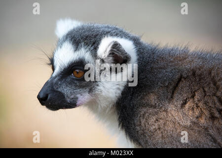 Lémur à queue annelée (Lemur catta) gros plan Banque D'Images