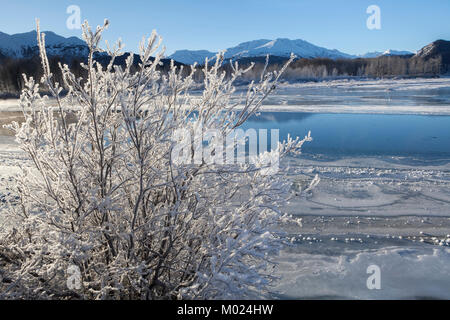 Givre sur un saule bush par la rivière Chilkat en hiver sur une journée ensoleillée. Banque D'Images