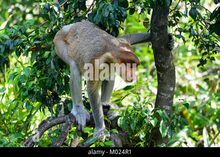 Proboscis Monkey (Nasalis larvatus), de singes Proboscis, Labuk Bay, près de Sandakan, Bornéo, Sabah, Malaisie Banque D'Images