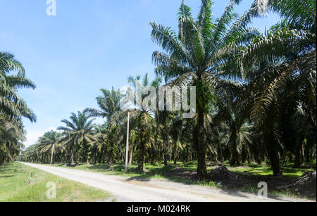 Une plantation de palmiers à huile, de Bornéo, Sabah, Malaisie Banque D'Images