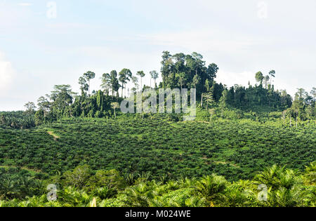 Limite entre les vestiges d'une forêt tropicale et une jeune plantation de palmiers à huile, Tabin, Bornéo, Sabah, Malaisie Banque D'Images