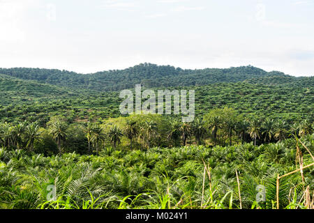 Jeune plantation de palmiers à huile dans une zone déboisée, Tabin, Bornéo, Sabah, Malaisie Banque D'Images