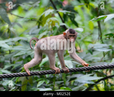 Le sud de Pig-tailed Macaque (Macaca nemestrina), Centre de réhabilitation des Orang-outans de Sepilok, Bornéo, Sabah, Malaisie Banque D'Images