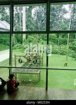 Les visiteurs de regarder les jeunes orangs-outans jouent dans la pépinière, Centre de réhabilitation des Orang-outans de Sepilok, Bornéo, Sabah, Malaisie Banque D'Images