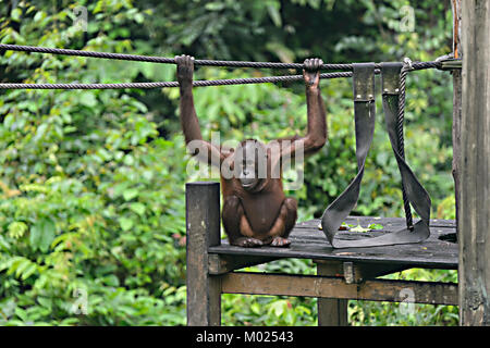 Les jeunes orang-outan jouant dans la pépinière, Centre de réhabilitation des Orang-outans de Sepilok, Bornéo, Sabah, Malaisie Banque D'Images
