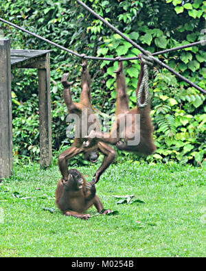 Les jeunes orang-outans jouant dans la pépinière, Centre de réhabilitation des Orang-outans de Sepilok, Bornéo, Sabah, Malaisie Banque D'Images