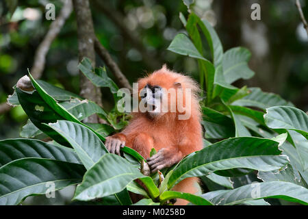 Singe écureuil (feuille rouge) rubicunda, Danum Valley, Bornéo, Sabah, Malaisie Banque D'Images
