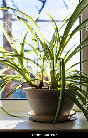 Chlorophytum plante en pot sur le rebord de la journée d'hiver ensoleillée dans Banque D'Images