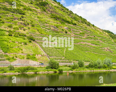 Pays Paysage - la pente avec des vignobles le long de la Moselle à Cochem - Zell région sur Moselle route des vins en journée ensoleillée en Allemagne Banque D'Images