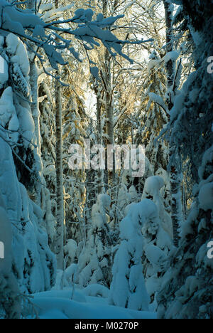 Un fragment de l'hiver nordique forêt enneigée éclairée par les rayons d'un soleil de faible altitude ; cadre vertical Banque D'Images