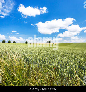 Ce paysage vert - champ de blé sous ciel bleu en Picardie région de France à l'été 24 Banque D'Images