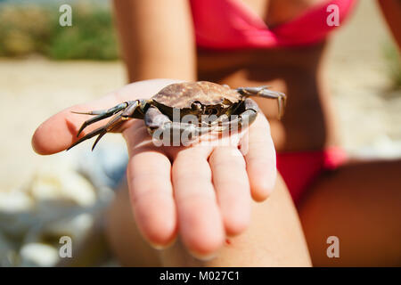 Une coquille de crabe mort retrouvé sur la plage de Fuseta, Portugal. Banque D'Images