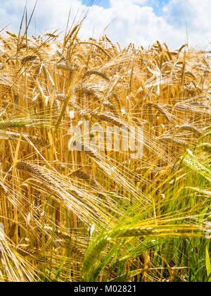 Pays Paysage - jaune et vert de rye ears sur terrain en Côtes-d'Armor de la Bretagne, France en journée ensoleillée Banque D'Images