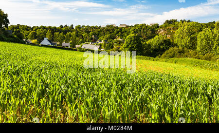 Voyage en France - champ de maïs dans la région commune de Paimpol Paimpol en Côtes-d'Armor de la Bretagne en été coucher de soleil Banque D'Images