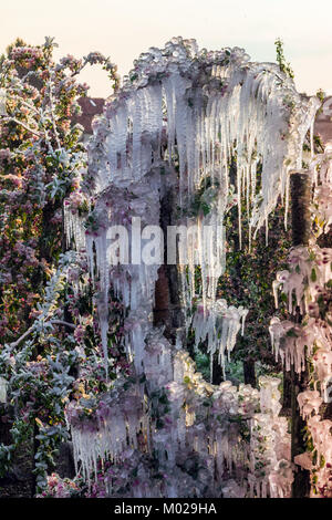 Couche de glace protectrice couvrant l'apple et des arbres fruitiers en les gardant de dégâts de gel et la formation de givre Banque D'Images