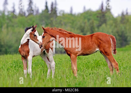 Cute Pinto et châtaigne poulains en été pré, chaque message d'autres. Banque D'Images
