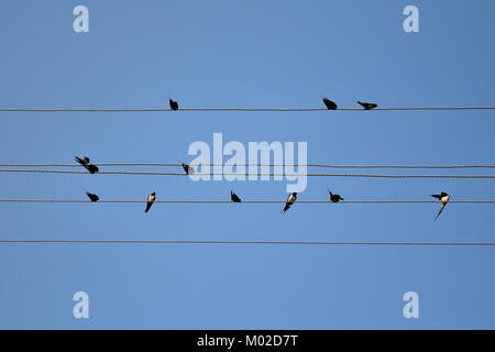 Oiseaux hirondelles assis dans la rangée sur les fils par le bas contre le bleu ciel clair Banque D'Images