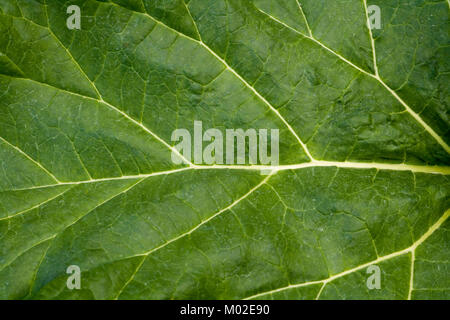 Feuilles de rhubarbe fond plein cadre Banque D'Images