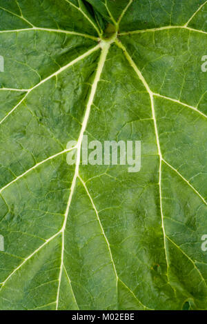 Feuilles de rhubarbe fond plein cadre Banque D'Images