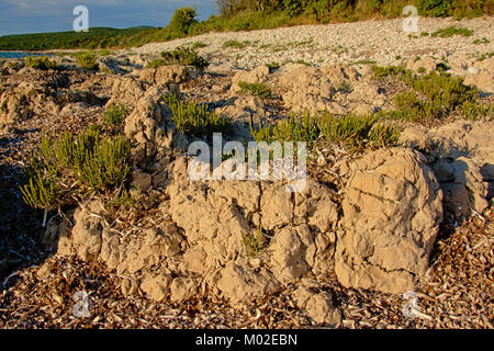 Les roches calcaires volcaniques et salicornes, sur la côte de la mer Adriatique Banque D'Images