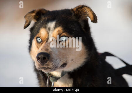 Un chien de traîneau équipe offre à des visiteurs au domaine skiable Hillberg Joint Base Elmendorf-Richardson, Alaska, 14 janvier 2018. Banque D'Images