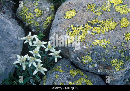 Leontopodium nivale, communément appelé l'edelweiss (Leontopodium alpinum) Banque D'Images