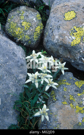 Leontopodium nivale, communément appelé l'edelweiss (Leontopodium alpinum) Banque D'Images