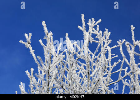 Le givre ou cristaux de givre sur la cime des arbres contre le ciel bleu sur une froide journée d'hiver. Banque D'Images