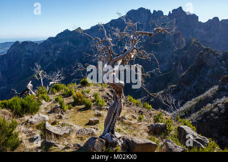 Tree tué par un feu de broussailles près du sommet du Pico Ruivo, Madère Banque D'Images