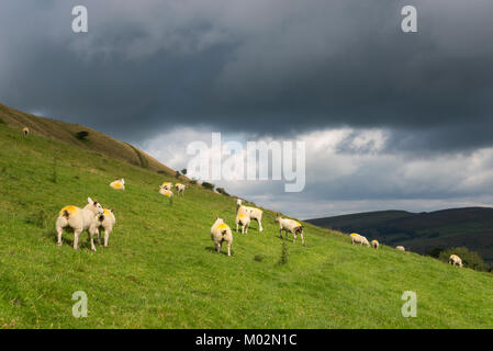 Moutons sur la colline près de Hayfield, Derbyshire, Angleterre. Soleil d'été sur la colline sous un ciel gris foncé. Banque D'Images