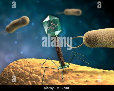 Le bactériophage T4 infectant des bactéries. Illustration numérique. Banque D'Images