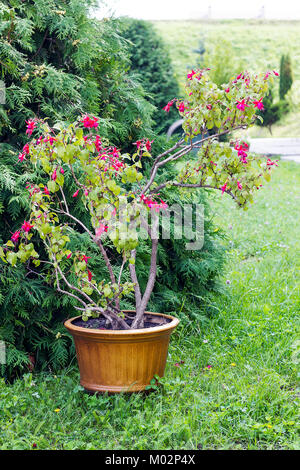 Bush de rose fuchsia fleurs pousse en pot sur l'herbe verte dans le jardin d'été Banque D'Images