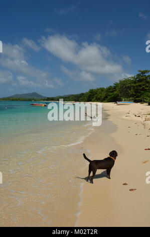 Un chien errant le long de la plage Paradise, Carriacou, Grenadines, Caraïbes Banque D'Images