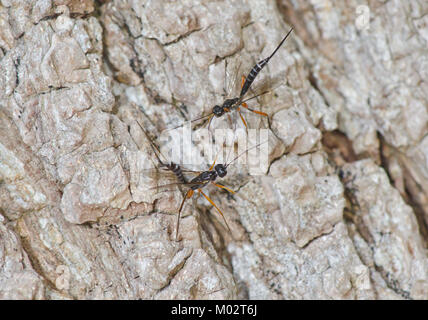 Femmes Darwin Wasps Neoxorides nitens (ichneumon) luttant sur le territoire 1 de 5.Poemeniinae, Ichneumonidae, Sussex, Royaume-Uni.Nouvelle espèce pour la Grande-Bretagne. Banque D'Images