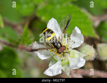 Hoverfly (Chrysotoxum bicinctum) mâle, wasp imiter. Sussex, UK Banque D'Images