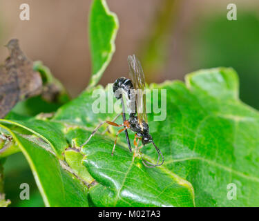 Ichneumon ou Darwin Wasp probablement Scambus brevicornis oviposting à travers Oak Leaf pour atteindre l'hôte Caterpillar.Sussex, Royaume-Uni Banque D'Images