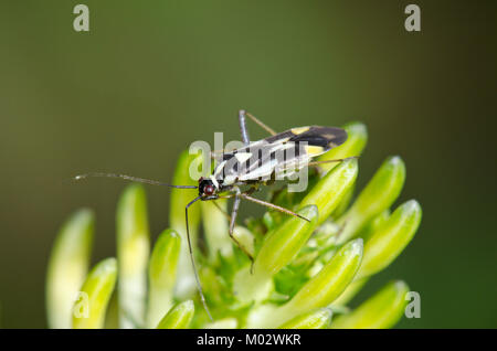 Sur les mirides (Grypocoris stysi Rampion dopés) Miridae. Sussex, UK Banque D'Images