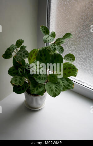 Maranta plante en pot en céramique blanc isolé près de window Banque D'Images