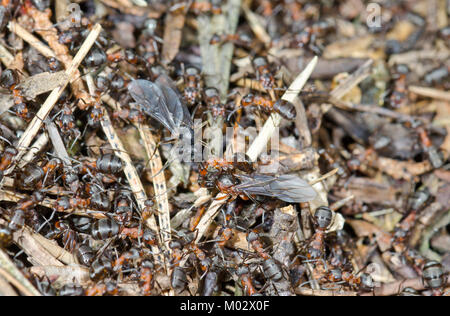 Le sud de la reine les fourmis des bois (Formica rufa) fraîchement émergées du nid. Sussex, UK Banque D'Images