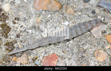 Larve de mouche soldat général bagués (Stratiomys potamida) sur terre. Sussex, UK Banque D'Images