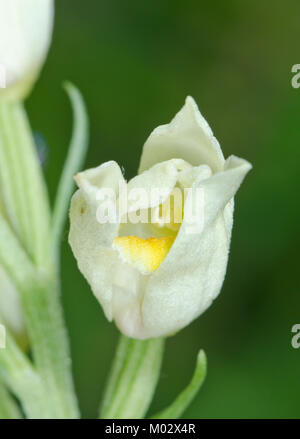 Fleur ouverte de White Helleborine (Cephalanthera damasonium). Sussex, UK Banque D'Images