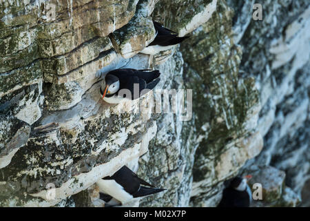 Close-up of petit mignon (oiseaux de mer Macareux moine) assis sur la falaise-face site de nidification, d'autres oiseaux à proximité - Bempton Cliffs nature reserve, Yorkshire, Angleterre, Royaume-Uni Banque D'Images