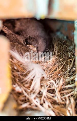 Les oisillons de Phoenicurus ochruros in nest Banque D'Images