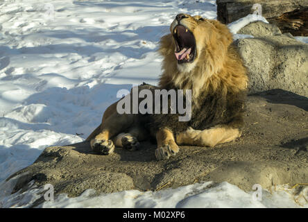 L'African Lion Zoo de Calgary AB Banque D'Images