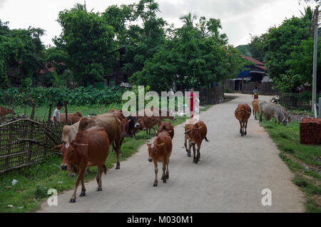 Mrauk-U, l'État de Rakhine / Myanmar - 18 octobre 2016 : les bovins et des jeunes sur une route de village Banque D'Images