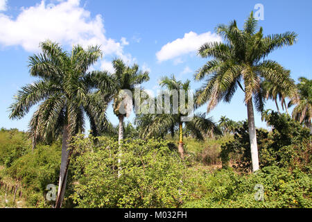 Cuba nature, Royal Palm Grove. Jungle et de palmier. Banque D'Images