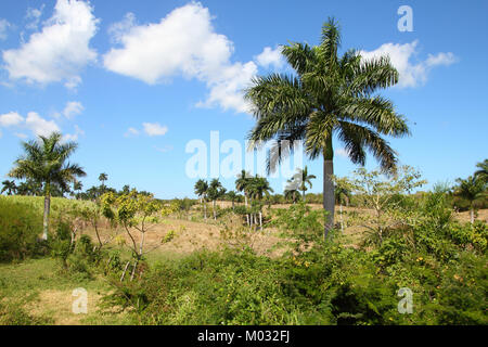 Cuba nature, Royal Palm Grove. Jungle et de palmier. Banque D'Images