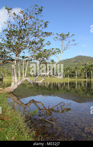 Cuba, célèbre Réserve de biosphère de l'UNESCO dans la Sierra del Rosario - Las Terrazas. Banque D'Images