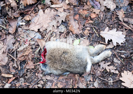 Un lapin commun partiellement mangés, Oryctolagus cuniculus, abandonnés par un renard se trouve sur un chemin forestiers. La photo montre la moitié arrière de la lapin sauvage Banque D'Images