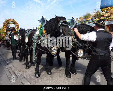 Le Cannstatter Volksfest 2011, un grand festival traditionnel à Stuttgart, en Allemagne, a capturé un moment où un cheval a perdu ses rênes pendant les festivités de l'événement. Banque D'Images